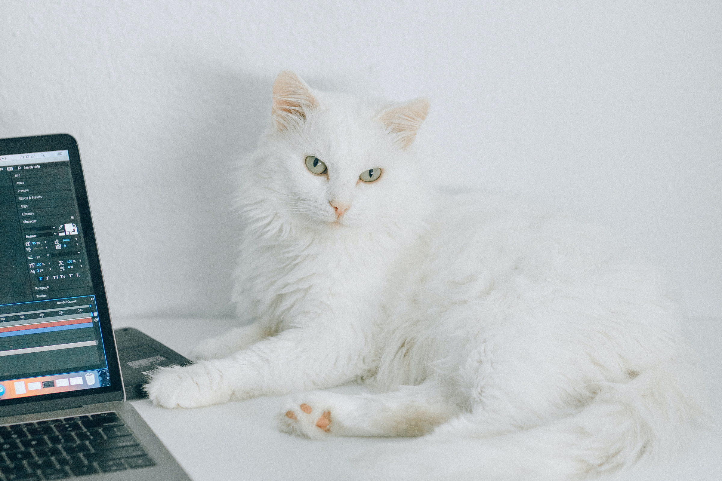 Pierwsze koty za płoty